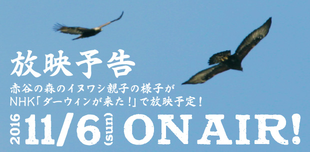 ダーウィンが来た！放送予定