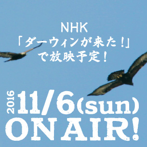 ダーウィンが来た！放送予定