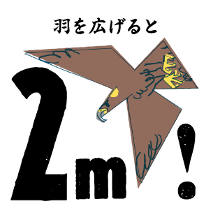 羽を広げるとなんと２m!