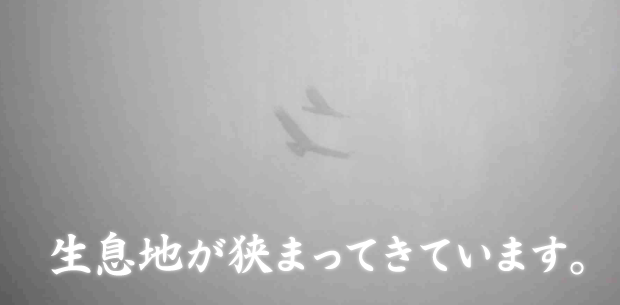 日本のイヌワシの分布