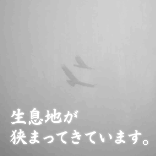 日本のイヌワシの分布