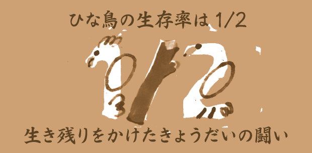 ひな鳥の生存率は1/2